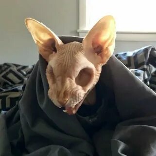 Sphynx cat with no eyes Minds