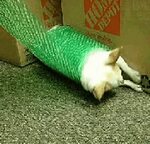 Chihuahua Rolling GIF - Chihuahua Rolling Unroll - Discover 
