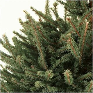 Елка живая ODEN TREE Ель голубая (Blue spruce) премиум качес