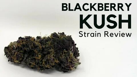 Blackberry Kush Strain Review - NovostiNK
