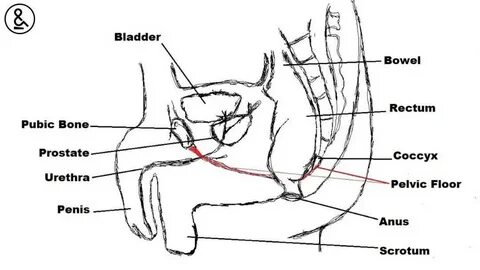 Diagram Of Male Groin Area : Groin Muscle Tear Surgery The A