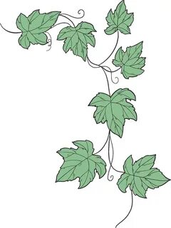 Ivy clipart. Free download transparent .PNG Creazilla