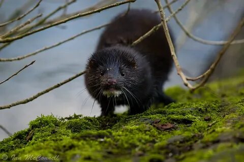 American Mink: Pentax SLR Talk Forum: Digital Photography Re