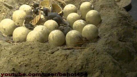 Dinosaur Eggs in Nest 30 31 - YouTube