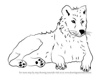 Arctic Wolf Sketch at PaintingValley.com Explore collection 