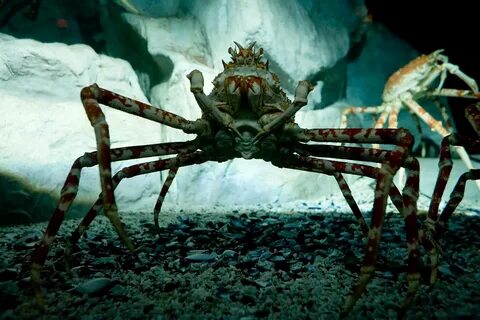 Japanese giant crab pictures