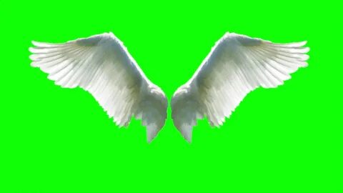 Angel wings green screen download