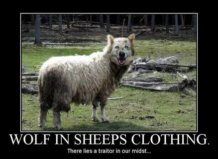 S Sheep In Wolves Clothing Quotes. QuotesGram