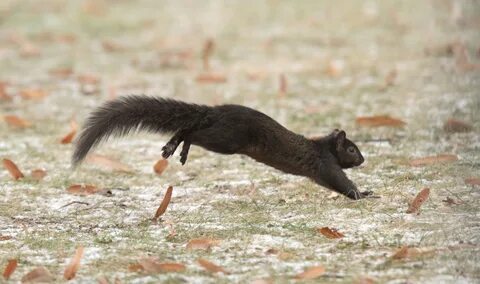 /gray+squirrel+spreading