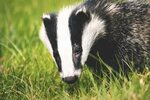 Badger Royalty-Free Stock Photo and Image