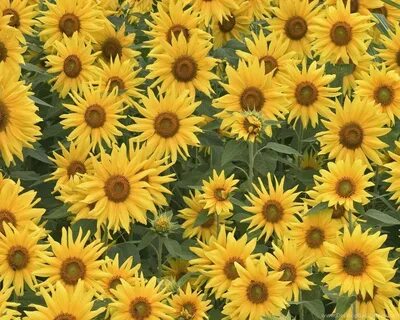 Sunflower Tumblr Backgrounds Wallpaper. Desktop Background