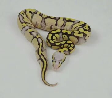 For those who breed Ball Pythons - Favorite BP produced this