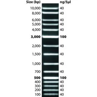 DNA Ladders From G-Biosciences