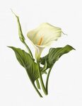 Flower Clipart calla Lily Digital Download Etsy India