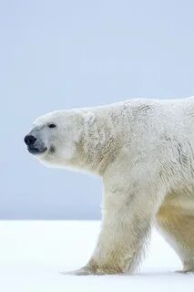 Lonely polar bear, walk in the snow, Alaska, winter 640x960 