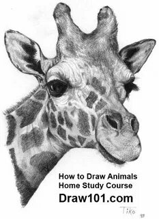 Жирафы - 104 photos VK Giraffe drawing, Animal drawings, Gir