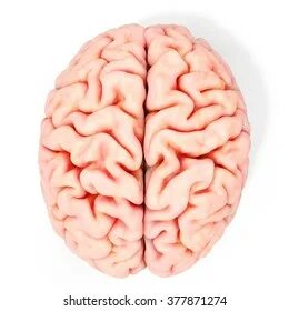 Vektor Stok Human Brain Side View Illustration Realistic (Ta