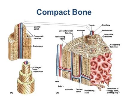 Compact Bone Diagram / Structure Of Compact Bone Diagram Png