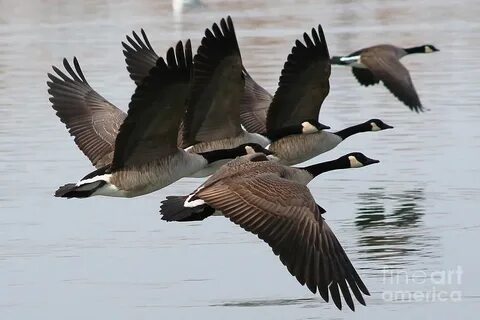 Flying geese Photograph by Nick Bonse Fine Art America