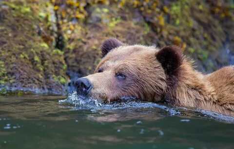 Морской медведь - 55 фото