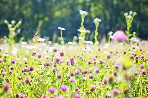 Free photo: Wild Flower Field - Blooming, Field, Flower - Fr