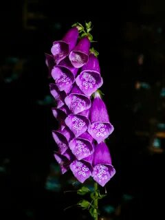 File:Pink common foxglove or Digitalis purpurea.jpg - Wikime