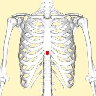 File:Xiphoid process frontal2.png - Wikimedia Commons