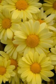 Free Images : flower, petal, herb, flora, background, bright