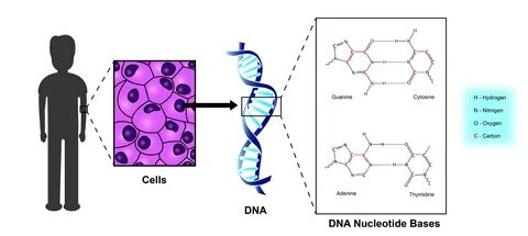 Radiocarbon dating is a method of what is known as absolute dating. 