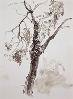 Drawn tree ash tree - Pencil and in color drawn tree ash tre