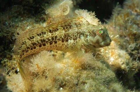 Blenny This work by Jean-Marc Kuffer is licensed under a C. 