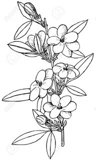 Jasmine Drawing Clipart Getdrawings Sketch Coloring Page