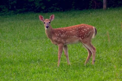 Download free photo of Fawn,deer,wildlife,animal,nature - fr