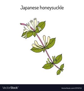 Japanese honeysuckle images