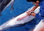 Semen collection from a Pacific white-sided dolphin using th
