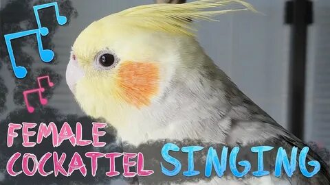 My female cockatiel singing again - YouTube
