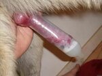Beast condom dog penis cum - Upicsz.com