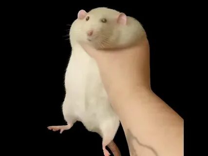 Rat.jpg - YouTube