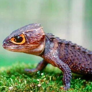 Red-Eyed Armoured Skink. Crocodile skink, Cute reptiles, Red
