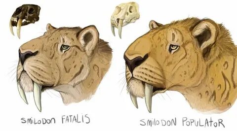 Ive been studying these ice age mammals for over a year