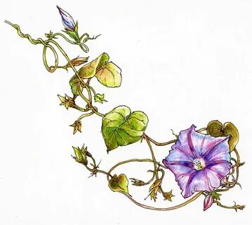 Images For Morning Glory Vine Drawing Morning glory tattoo, 