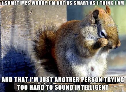 Self Doubt Squirrel anybody? - Meme on Imgur
