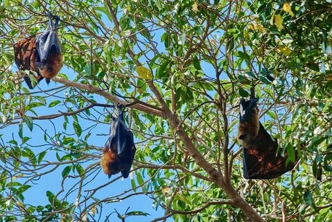 Fruit Bats Palawan Philippines Stock Image - Image of philip