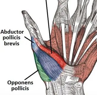 The Wrist and Hand - TeachMeSurgery