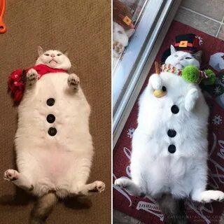 Cats of Instagram on Instagram: "From @scruffles_fatcat: "#W