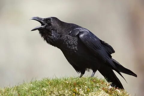 Raven pictures, Raven bird, Raven photography