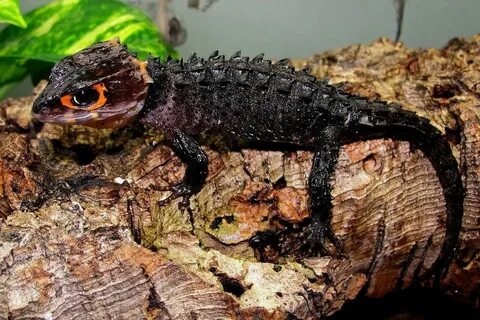 Pin by Marlem Pelto on Tank Things Red eyed crocodile skink,