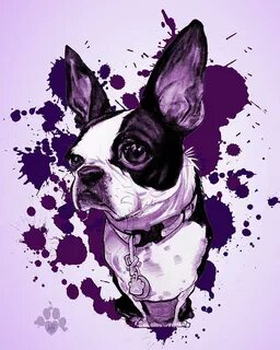 Boston Terrier - Purple Paint Splatter Drawing by Canine Car