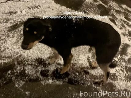 Объявление. Замечена найдена собака! Москва, район Кунцево.