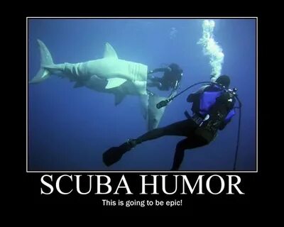 Epic DiveBuddy.com Diving quotes, Scuba diving quotes, Scuba